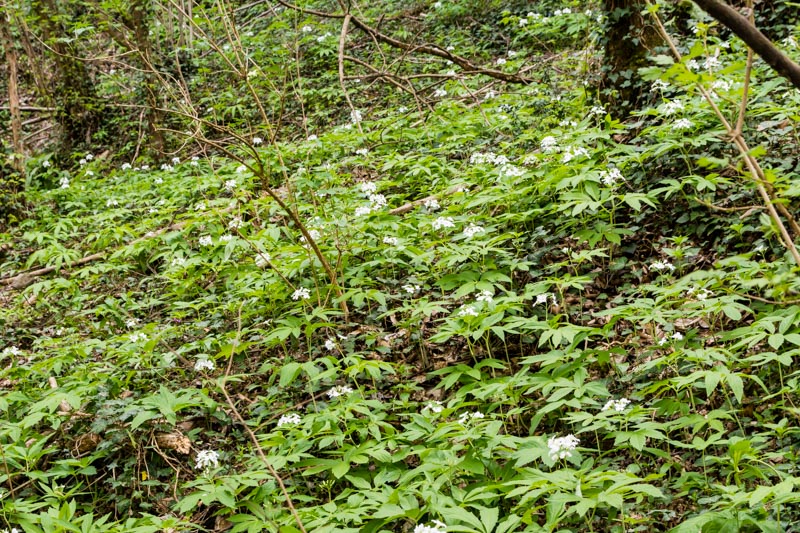 Cardemine heptaphylla?.....Cardamine heptaphylla